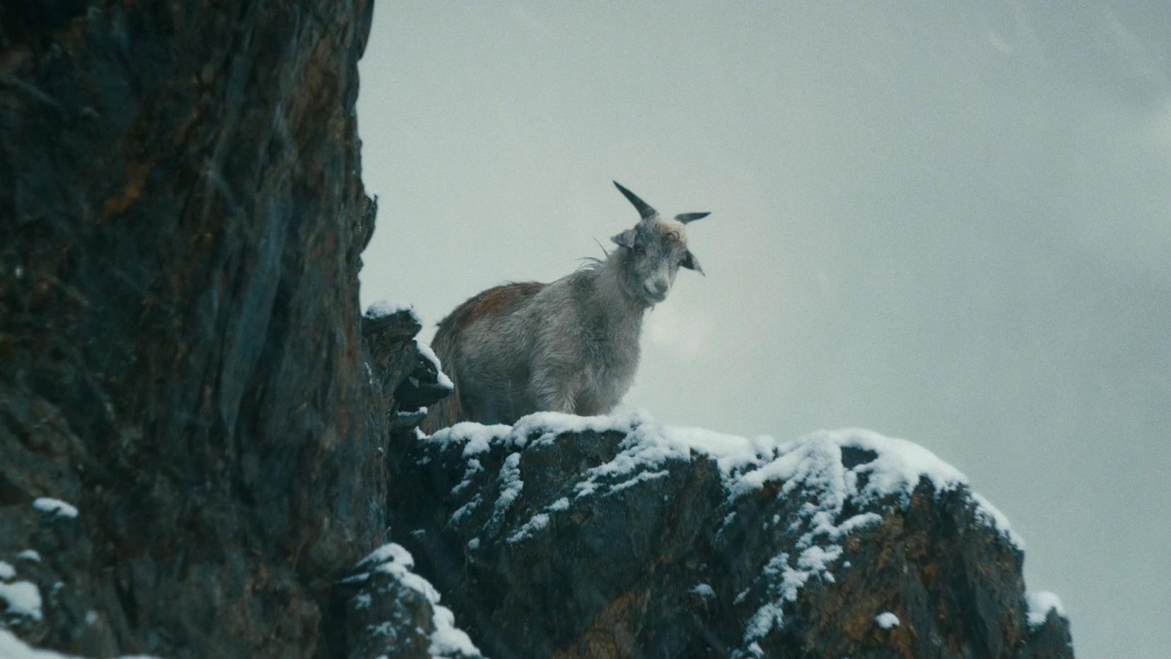 Goat standing on a snowy ledge, looking toward camera.