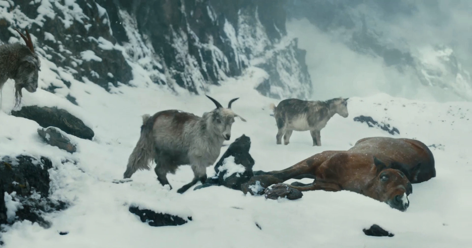 Goats approach a colt lying in the snow.